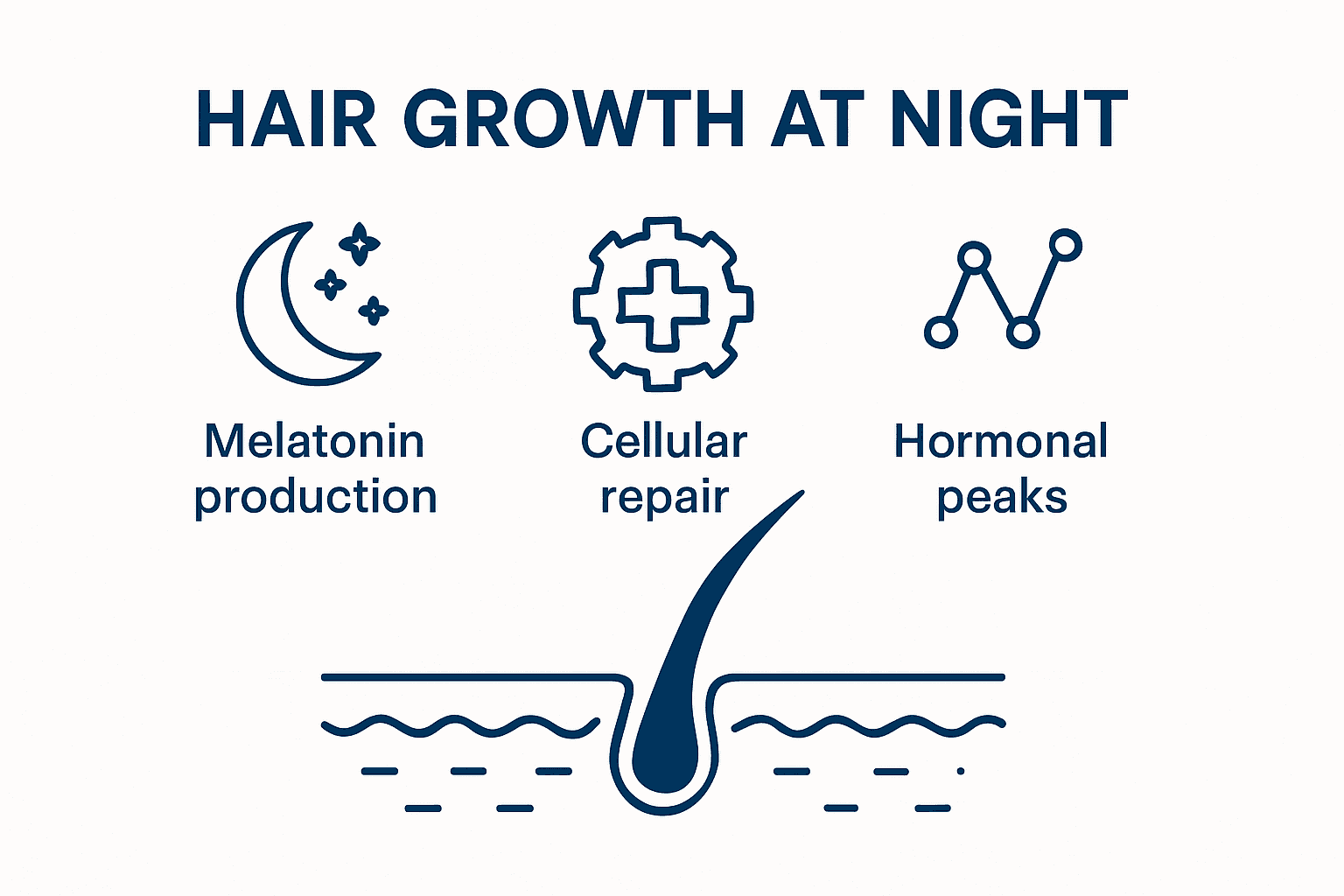 Infographie : le cycle de pousse des cheveux pendant la nuit et les principaux mécanismes biologiques à l’œuvre