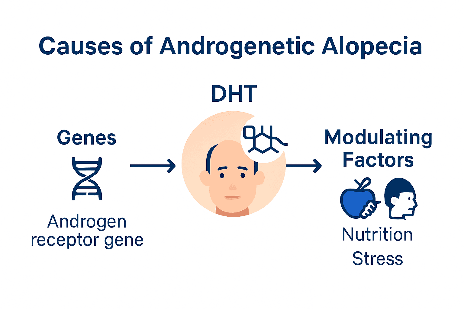 Visual summary of genetic, hormonal, and lifestyle factors in androgenetic alopecia