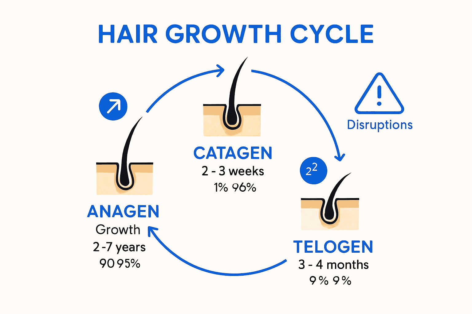 Infographic showing the hair growth cycle phases