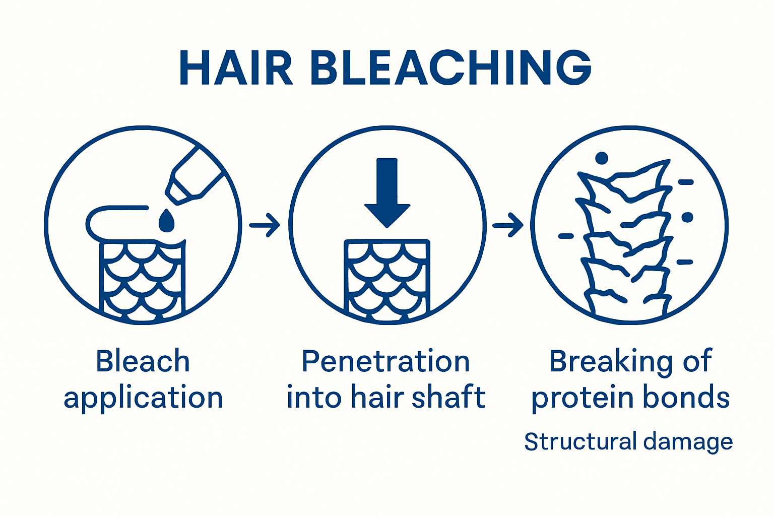 Infographic showing how bleach damages hair proteins and structure