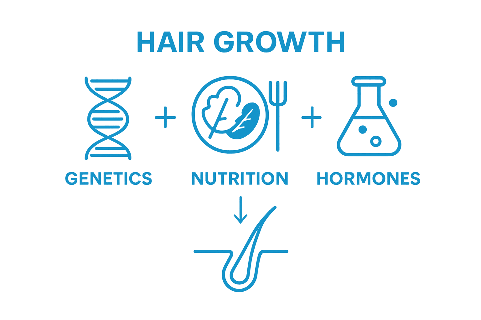 Simple infographic showing genetics, nutrition, and hormones as factors influencing hair growth