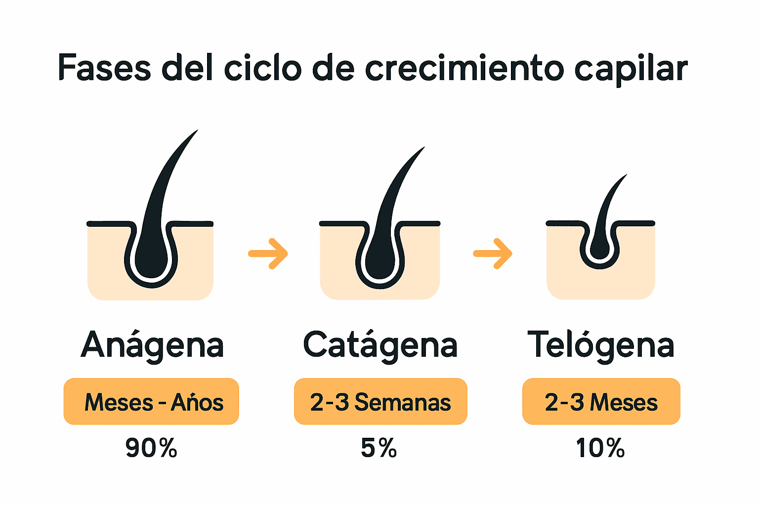 Infografía ilustrando las tres fases del ciclo capilar