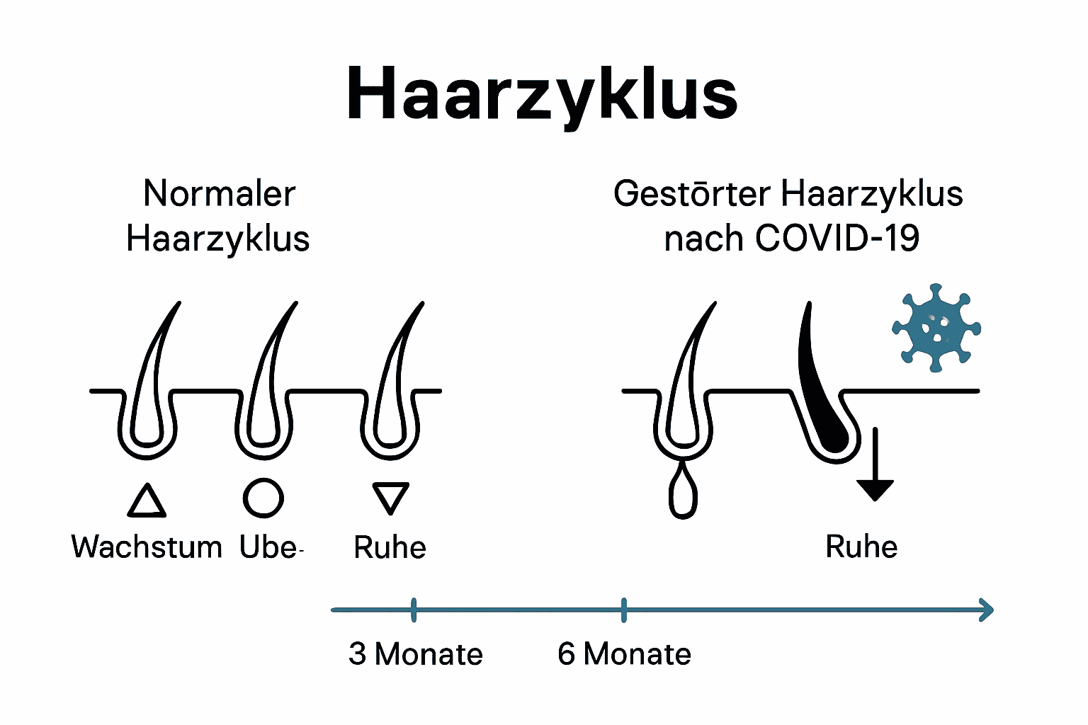 Vergleich normaler und post-Covid Haarzyklus in Infografik