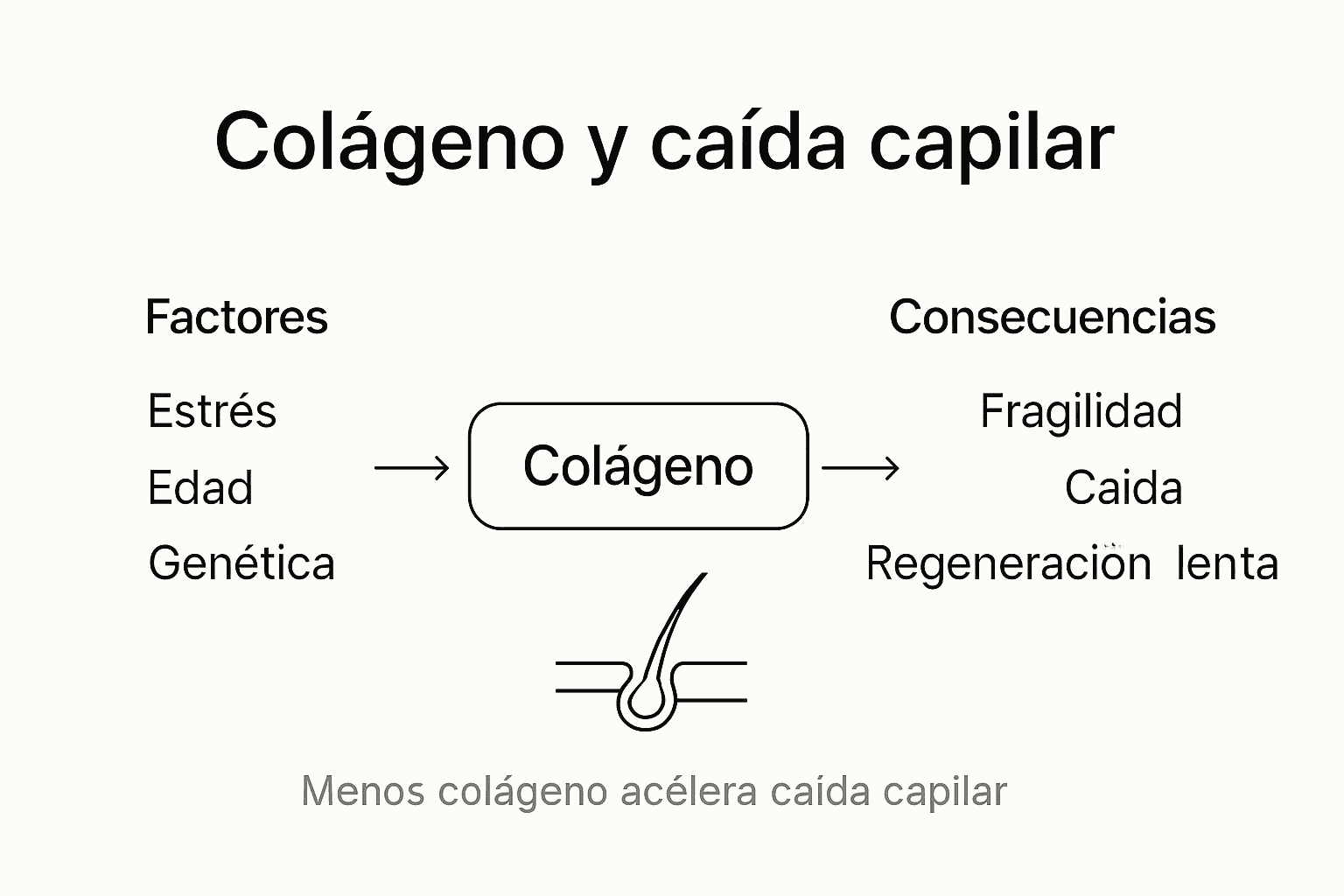 Infografía: ¿Qué papel juega el colágeno en la salud capilar y la prevención de la caída del pelo?