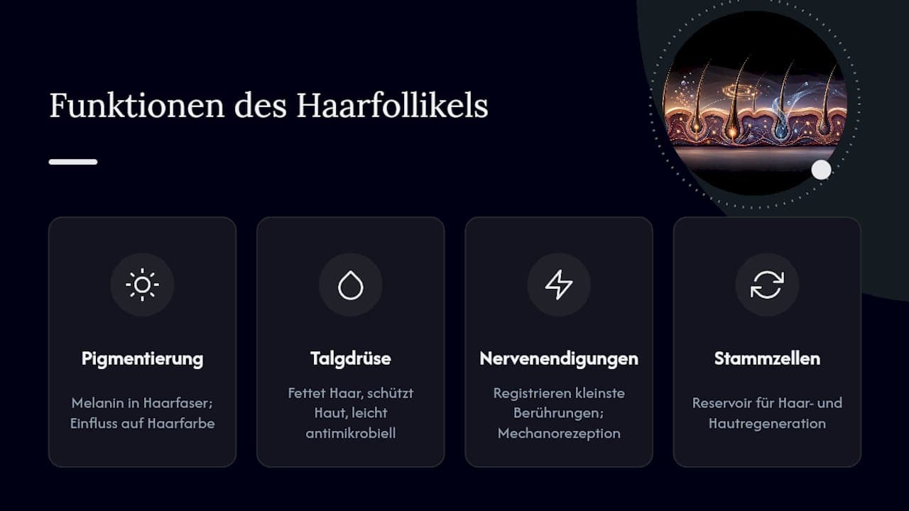 Die vier wichtigsten Funktionen des Haarfollikels auf einen Blick